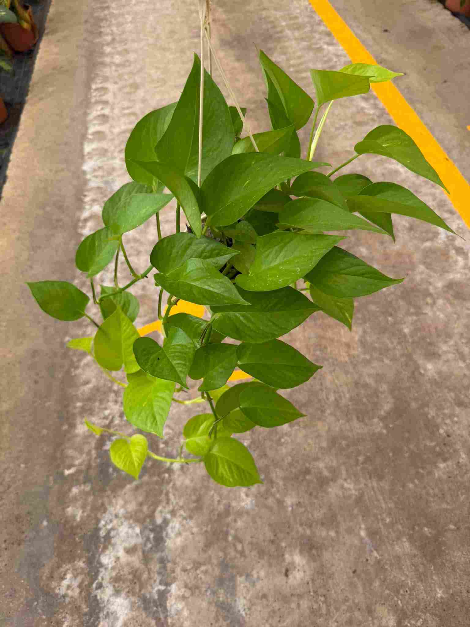 PHILODENDRON LEMON LIME C 15